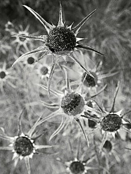 Withered flowers in greyscale